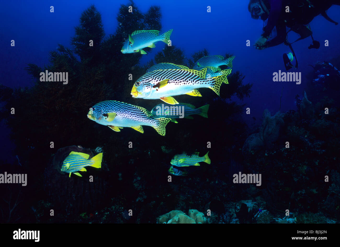 Yellow banded sweetlips. Plectorhinchus Lineatus. Grunts. Ocean fish ...