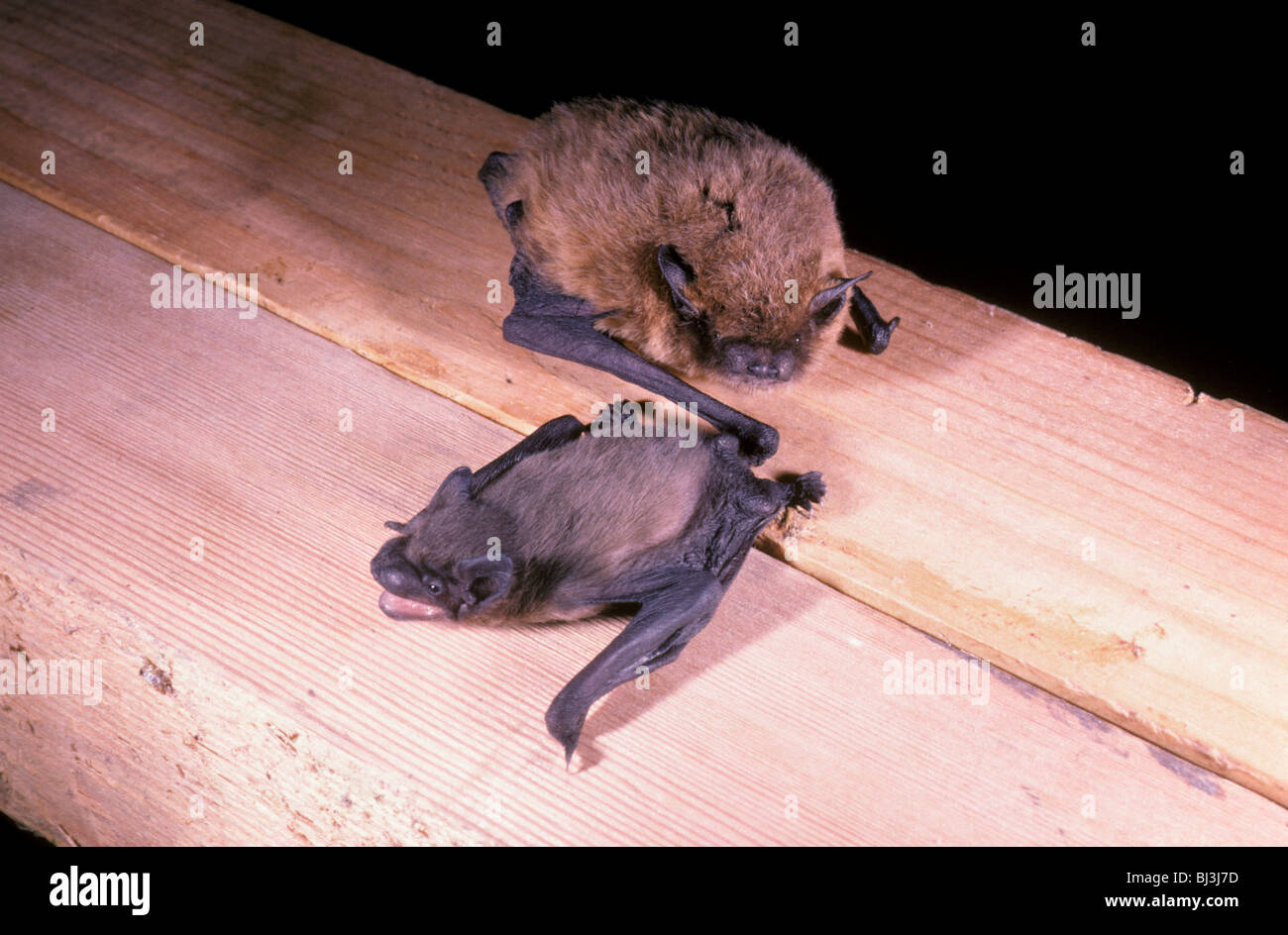 Pipistrelle Bat (Pipistrellus pipistrellus), mother with 10 day old young Stock Photo