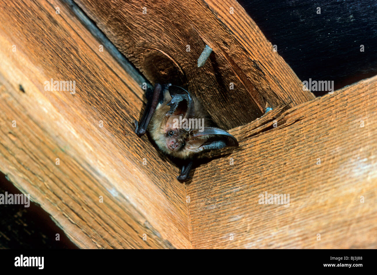 Bats uk in loft hires stock photography and images Alamy