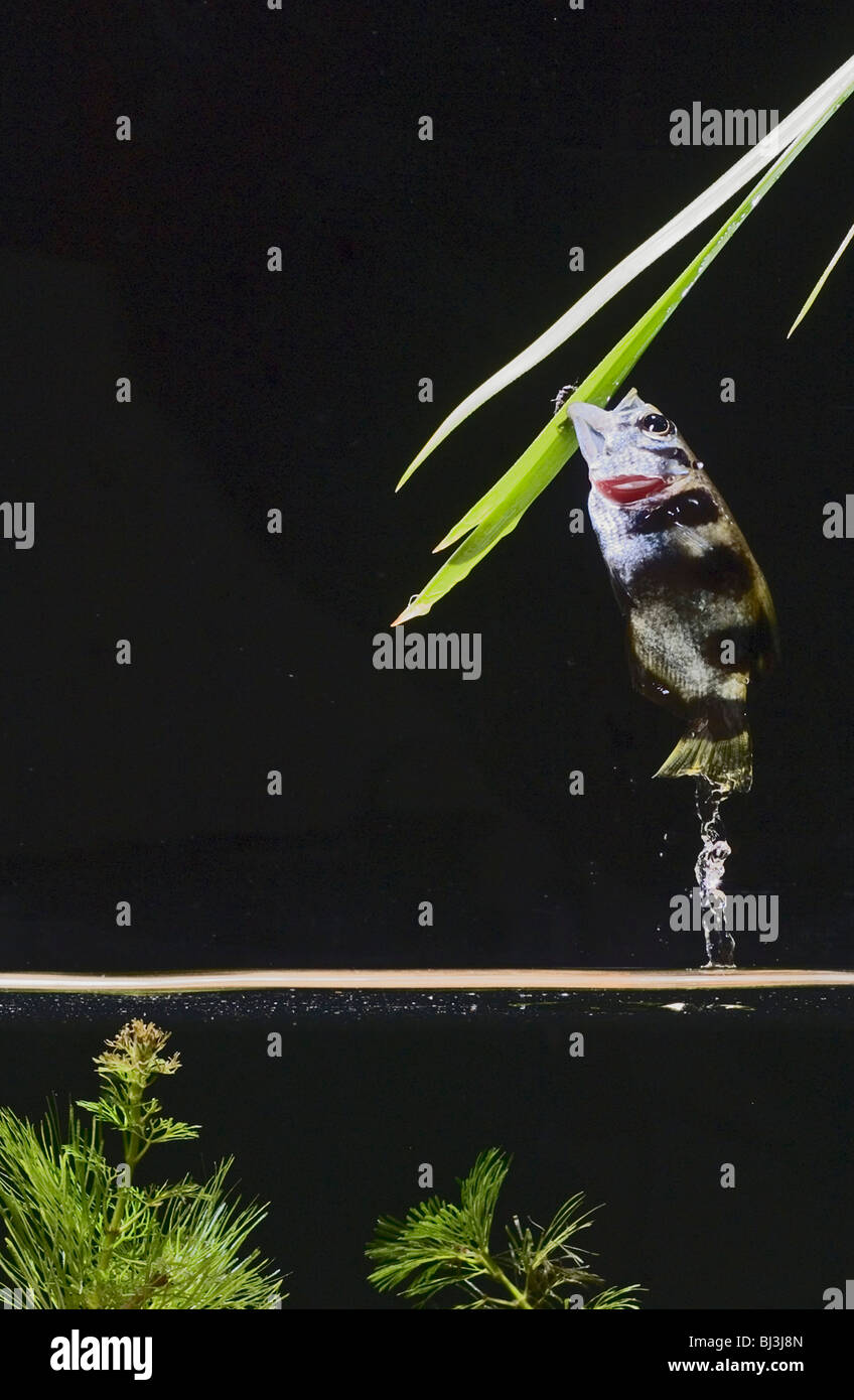 Archer Fish (Toxotes jaculatrix) leaping out of water to catch prey on overhead leaf Stock Photo