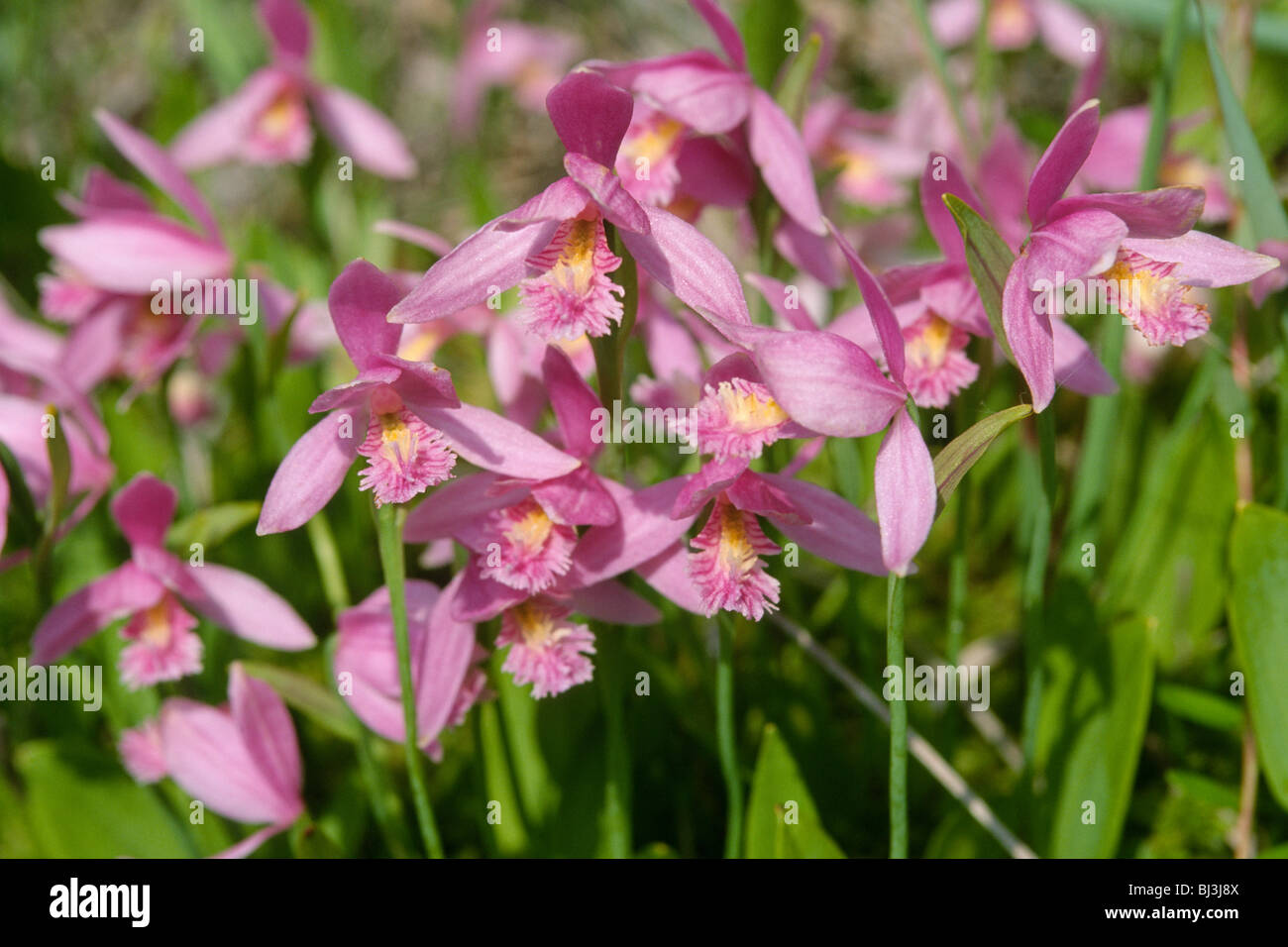 Rose pogonia orchids (Pogonia ophioglossoides) Stock Photo