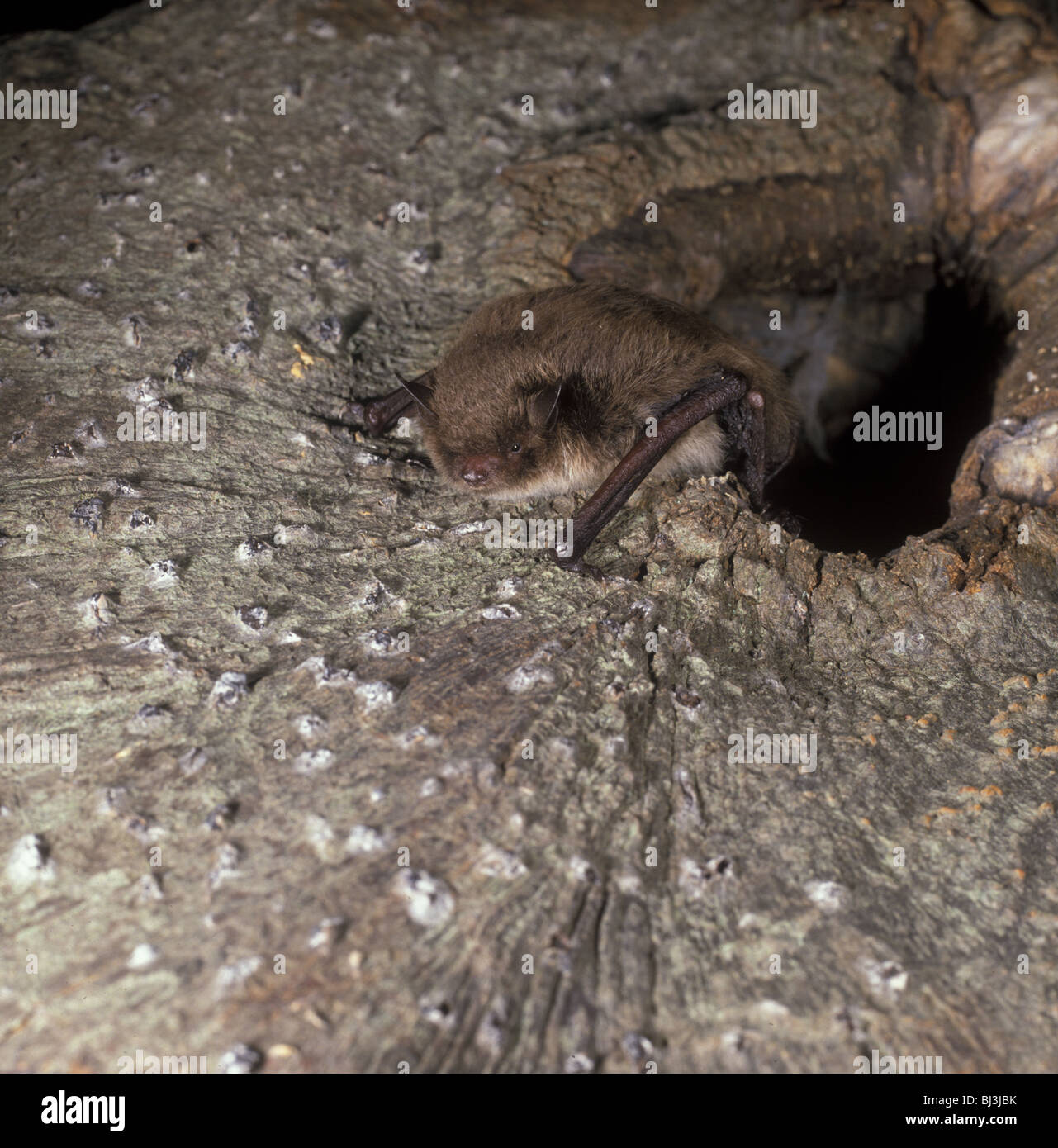 Daubenton Bat (Myotis daubentonii) crawling out of hole Stock Photo Alamy