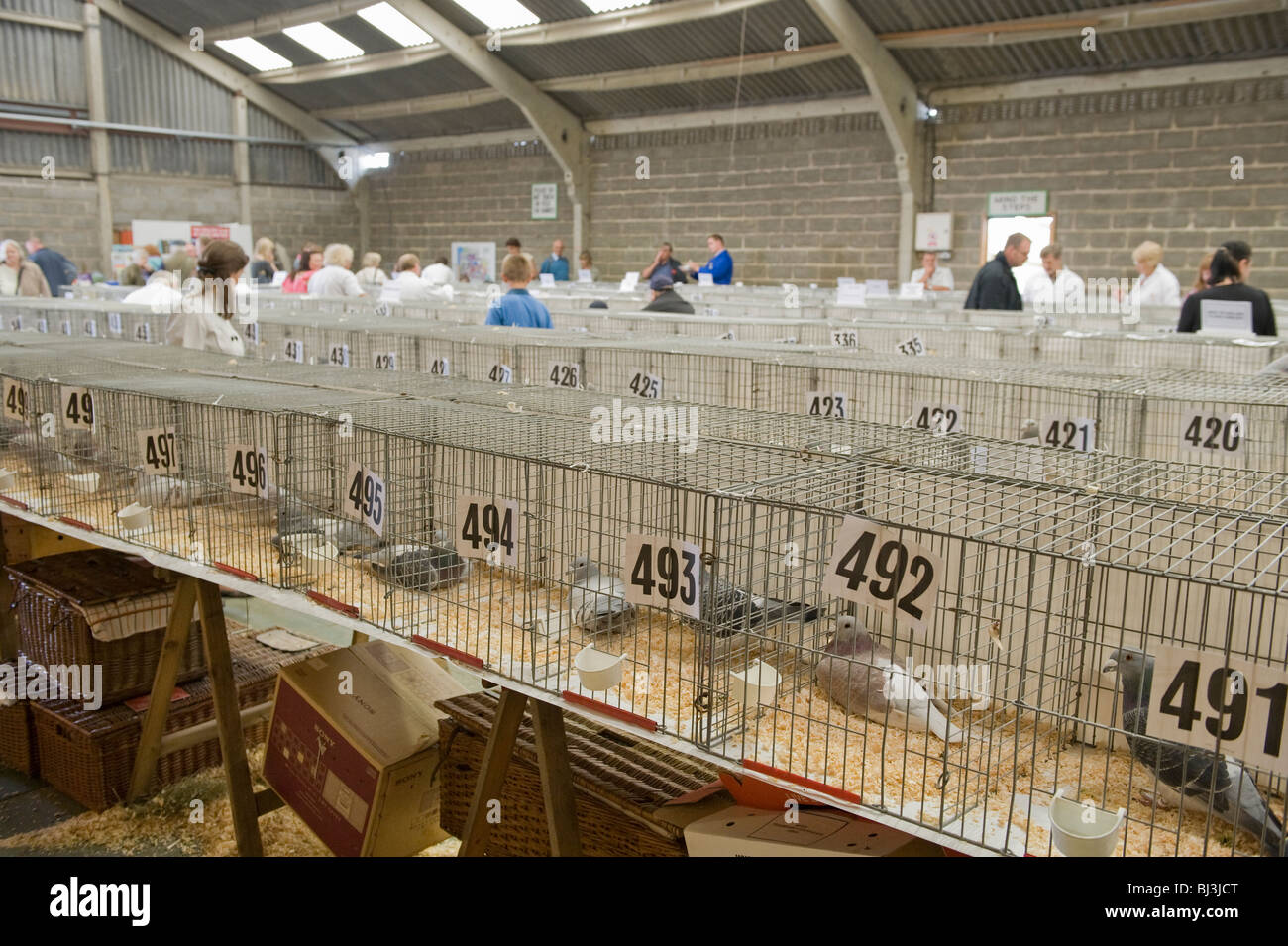 Pigeons in cages entrants in a competition at The Great Yorkshire