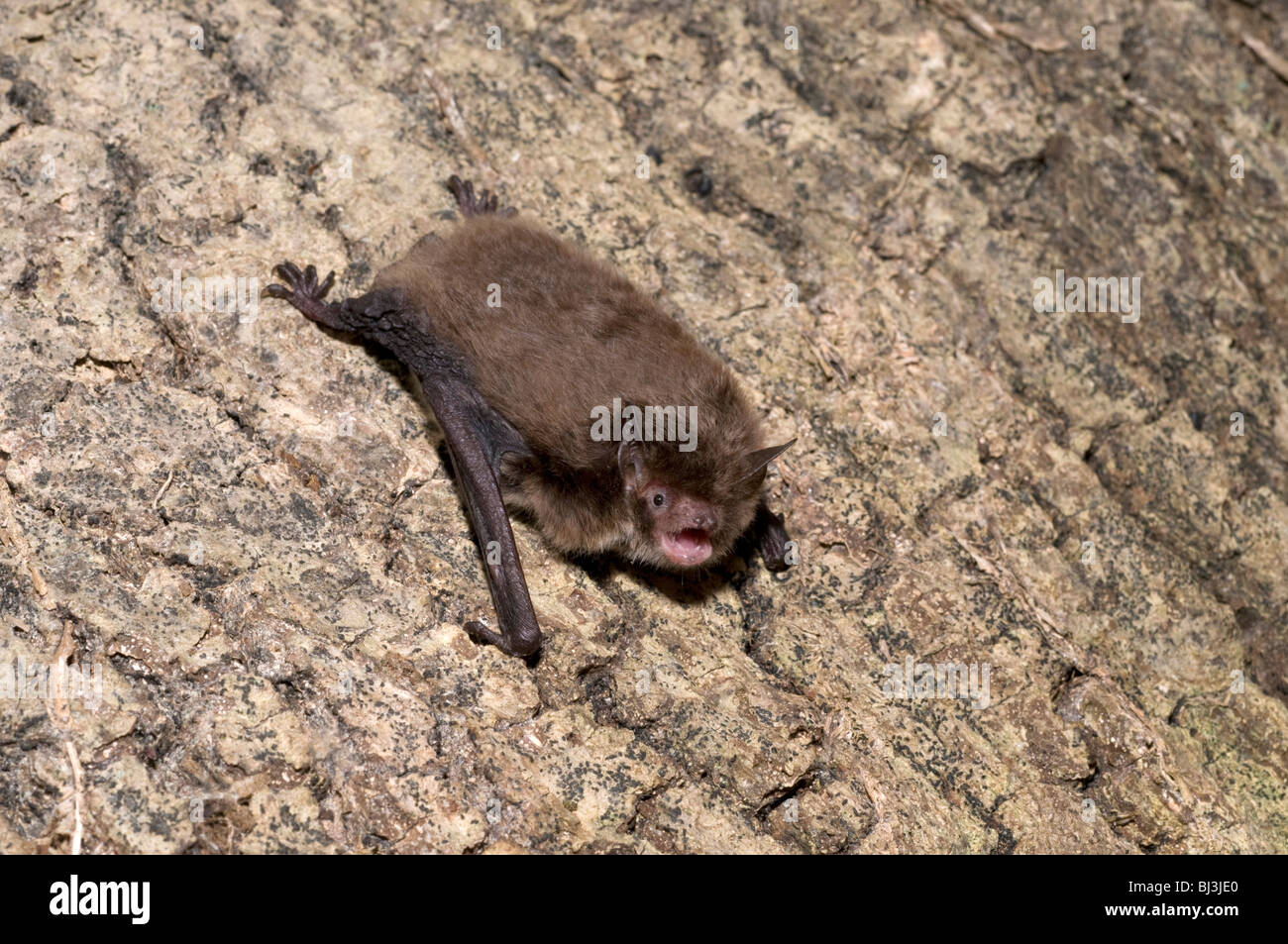 Daubenton's Bat (Myotis daubentonii) adult, mouth open, roosting on tree, England, United Kingdom, Europe Stock Photo