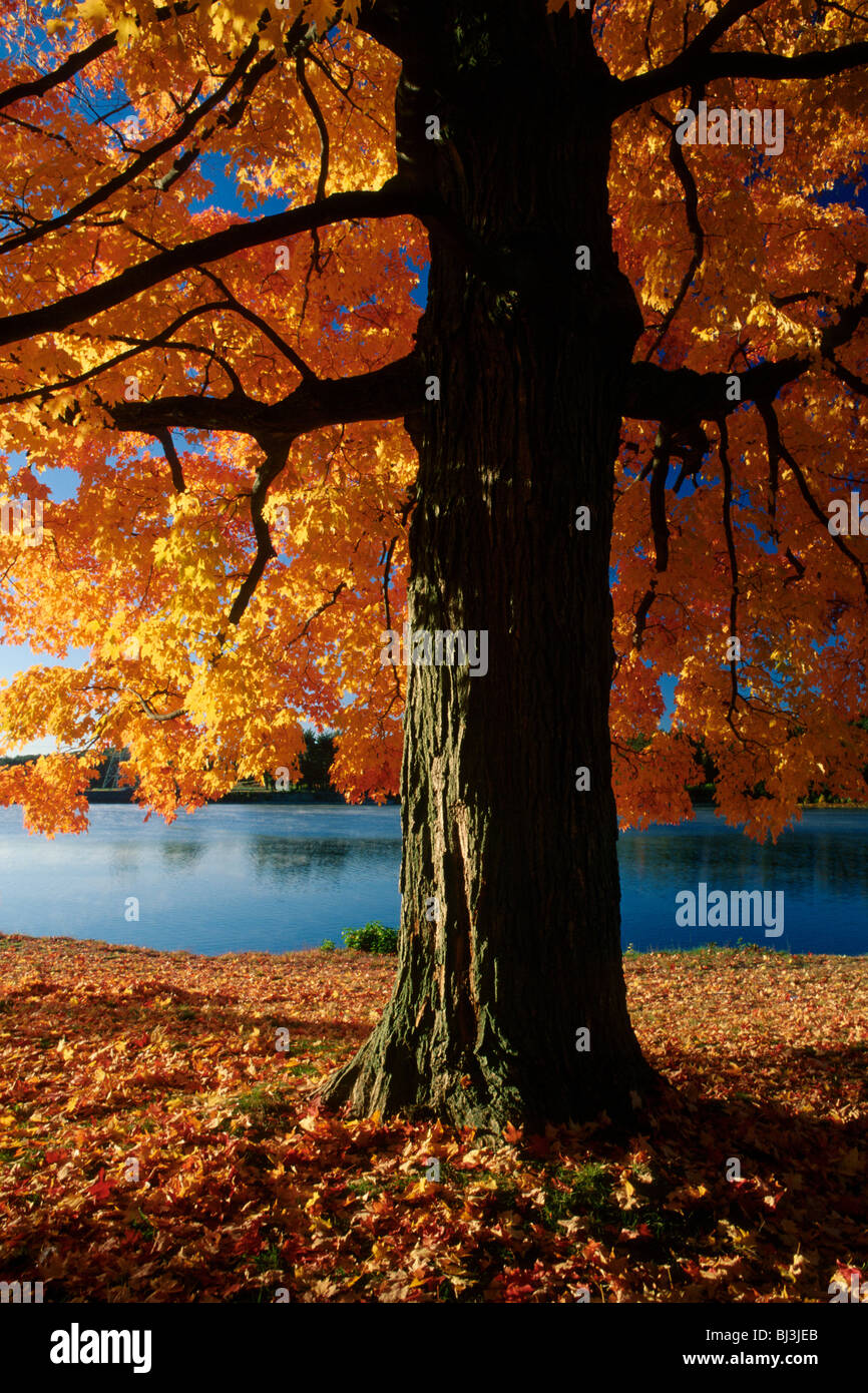 Maple tree, Autumn Stock Photo - Alamy