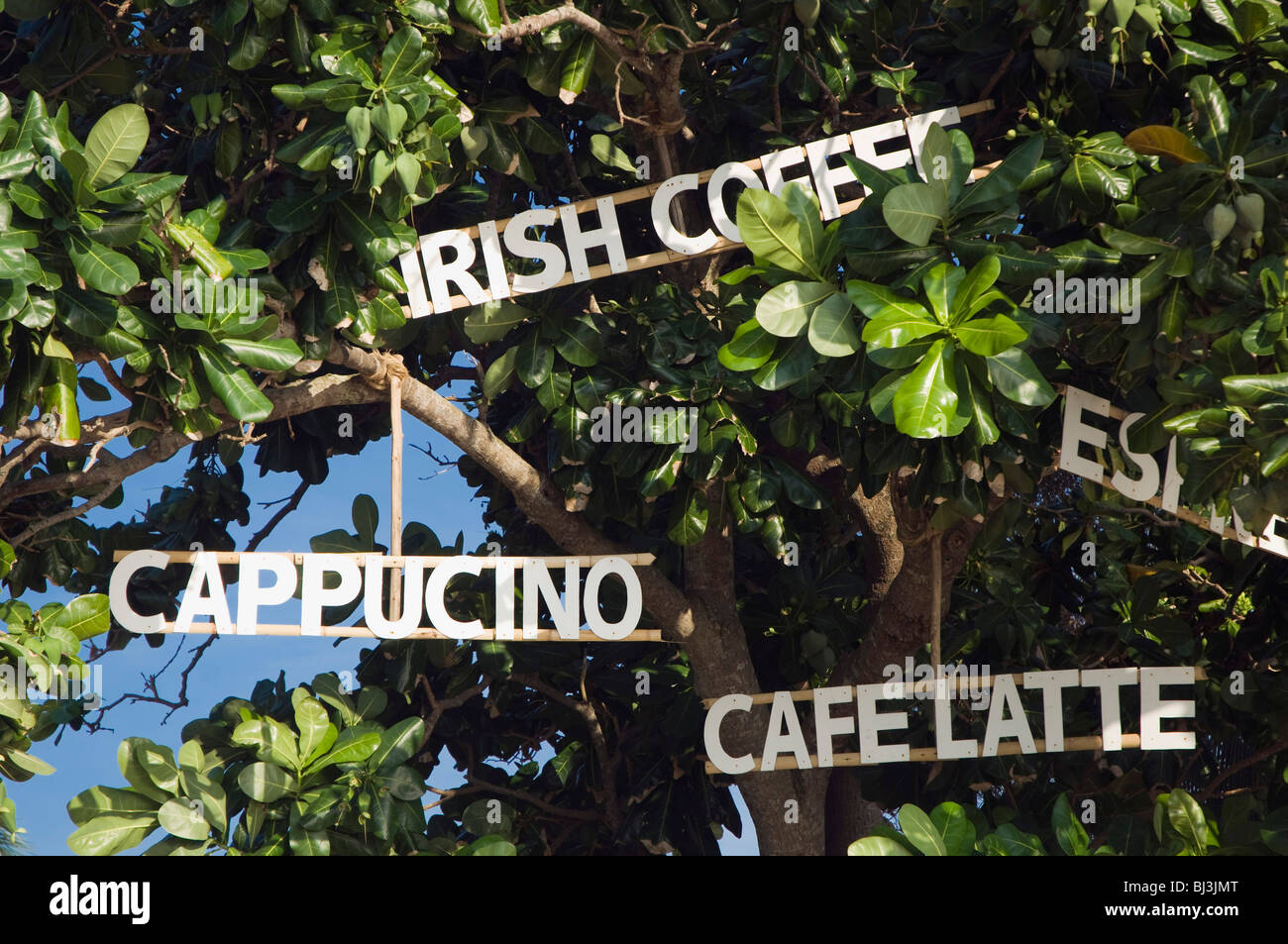 Cafe letterings in a tree, Long Beach, Phra Ae Beach, island of Ko Lanta, Koh Lanta, Krabi, Thailand, Asia Stock Photo