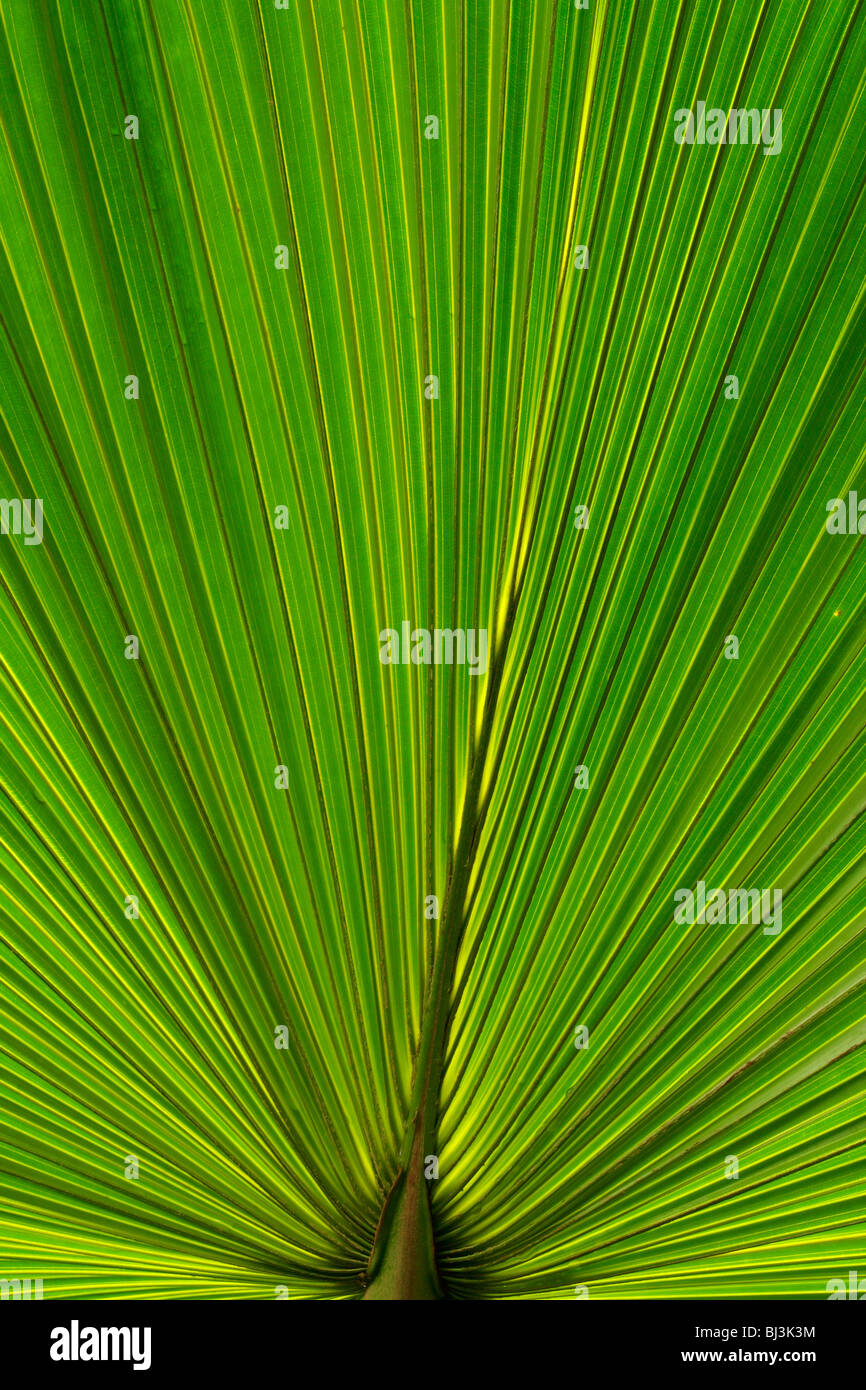Detail of a palm frond of a fan palm Stock Photo