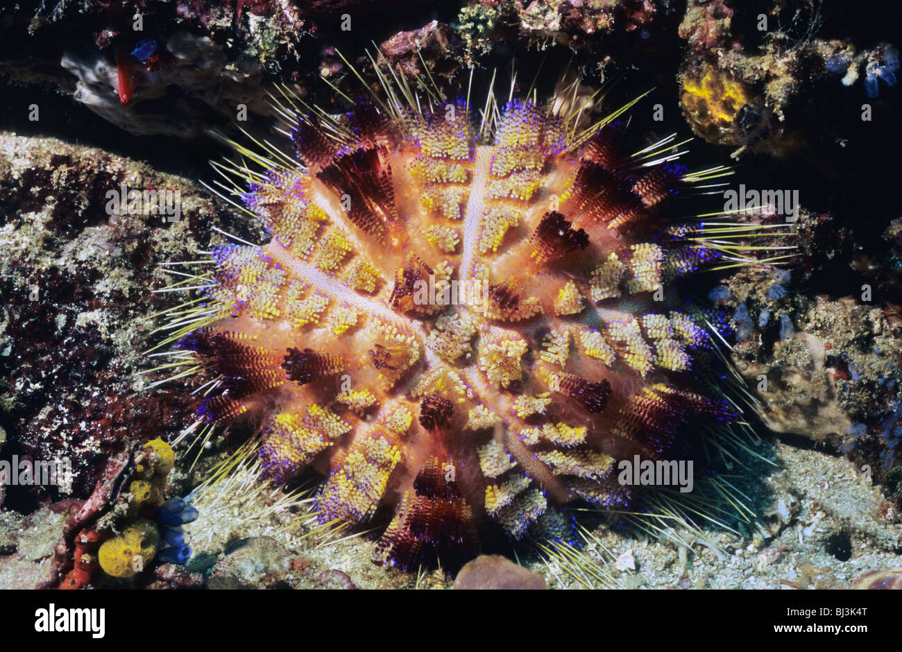 Fire Urchin. Asthenosoma Varium. Komodo National Park. Sea Urchin