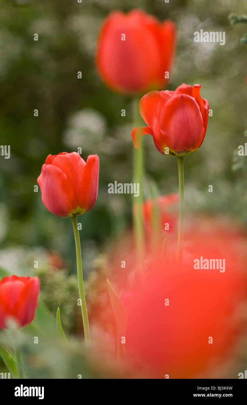 Red tulips in nature Stock Photo - Alamy