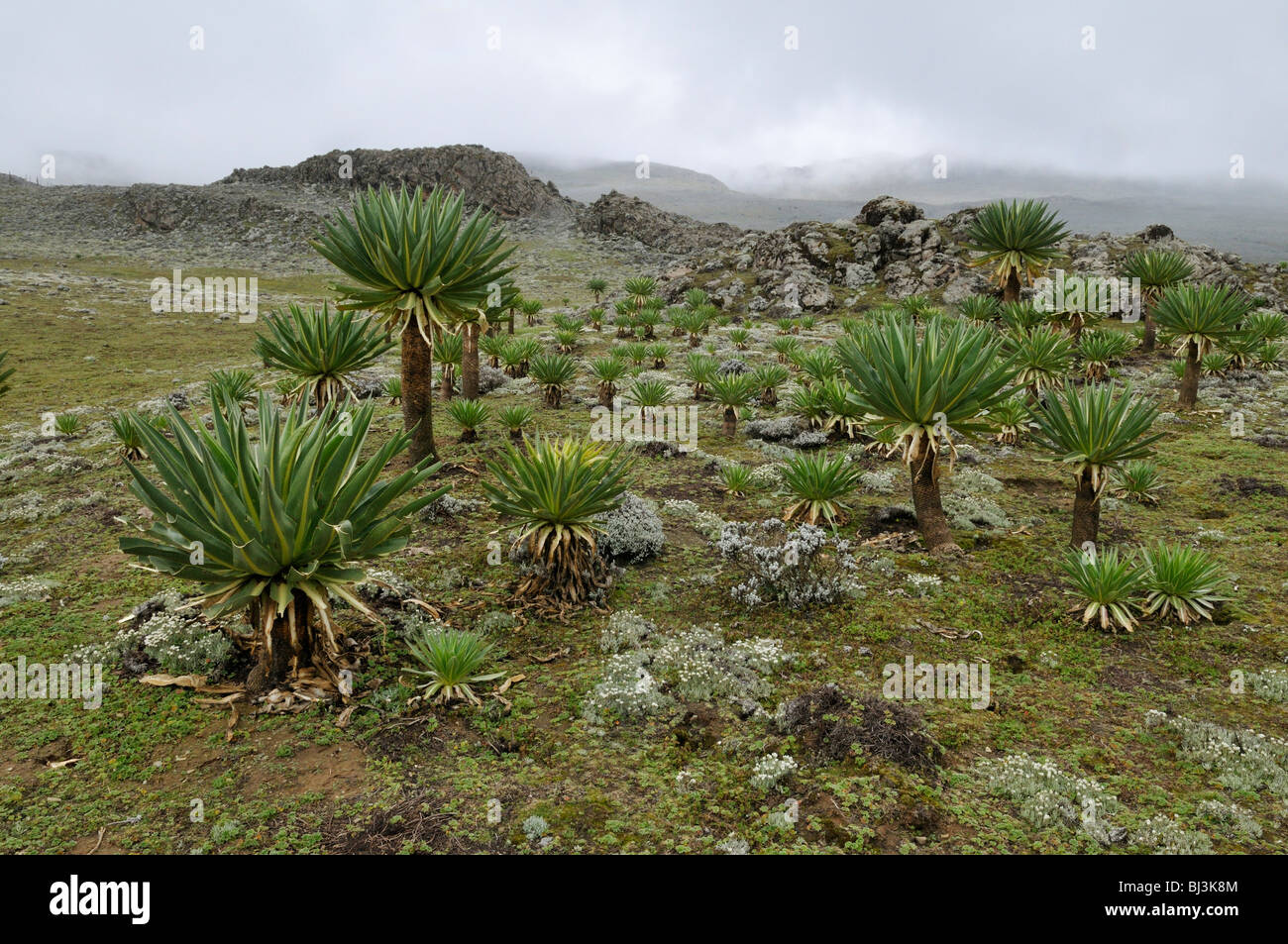 Landscape with fog and Giant lobelia on the Sanetti Plateau, Bale Mountains National Park, Oromo, Ethiopia, Africa Stock Photo