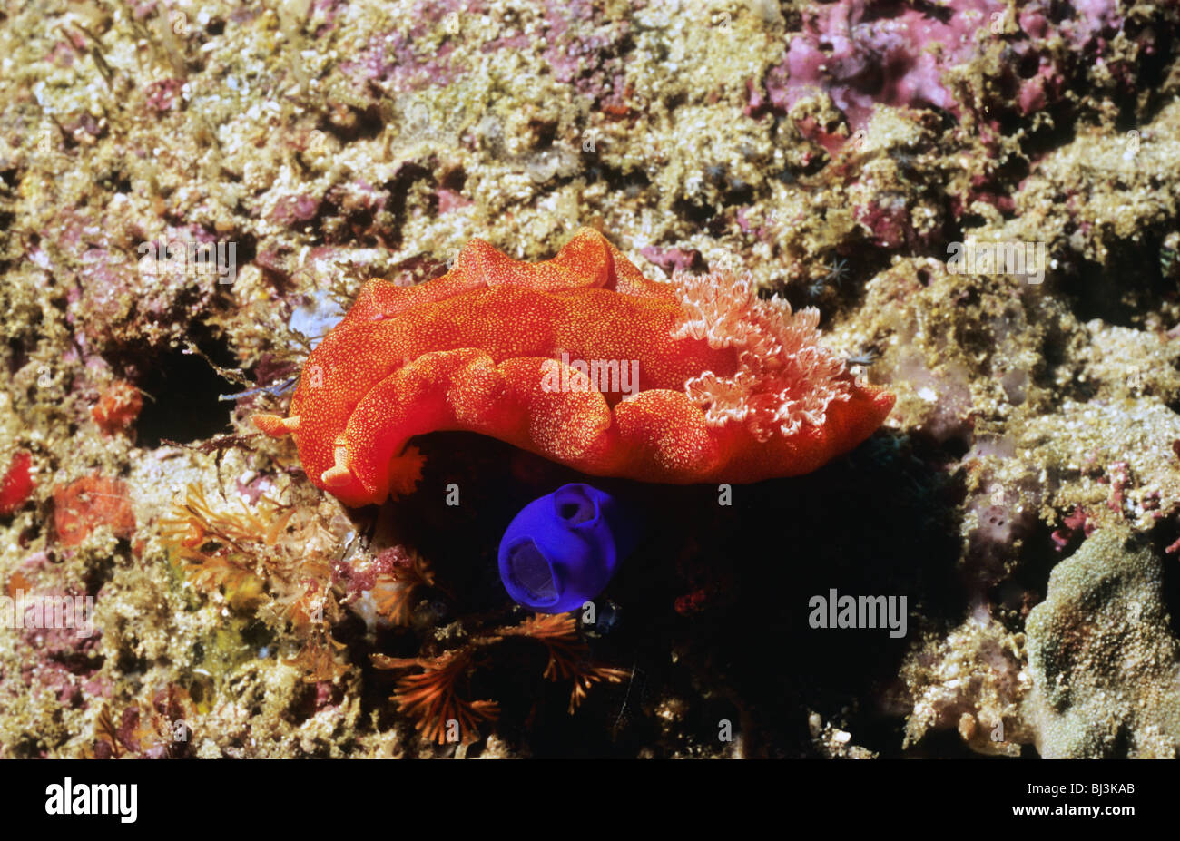Spanish Dancer Nudibranch and Blue Sea Squirt, underwater in the Flores Sea. Komodo National Park. Underwater photography. Stock Photo