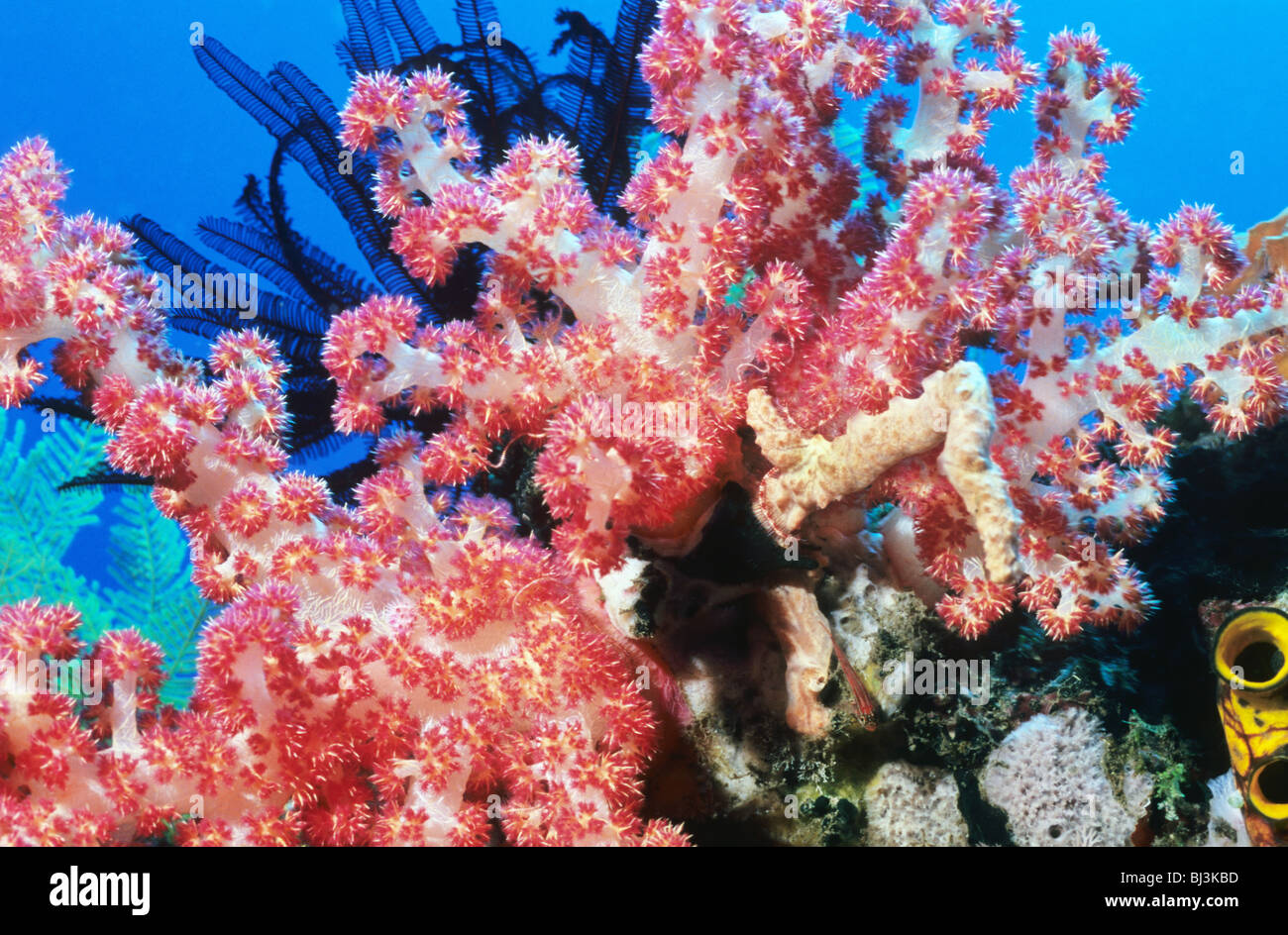 Coral. Spiky soft coral. Dendronephthya sp., underwater in the Flores Sea. Komodo National Park. Underwater photography. Stock Photo