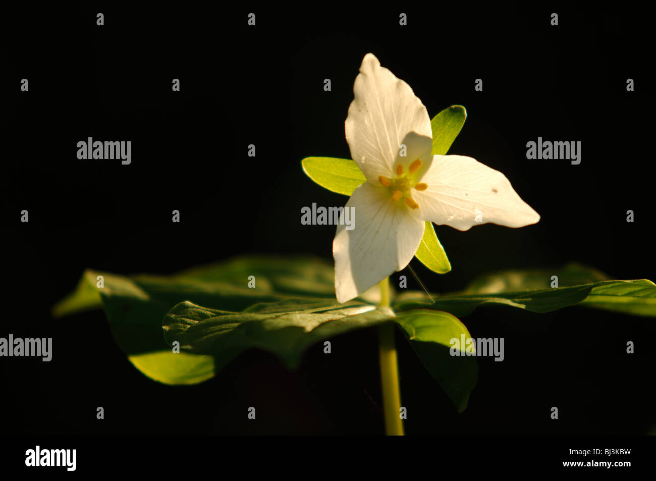 Western trillium flower (Trillium ovatum) Stock Photo