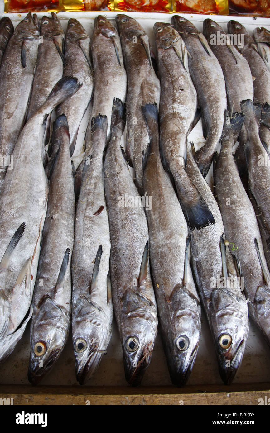 Fish, Puerto Montt, southern Chile, Chile, South America Stock Photo