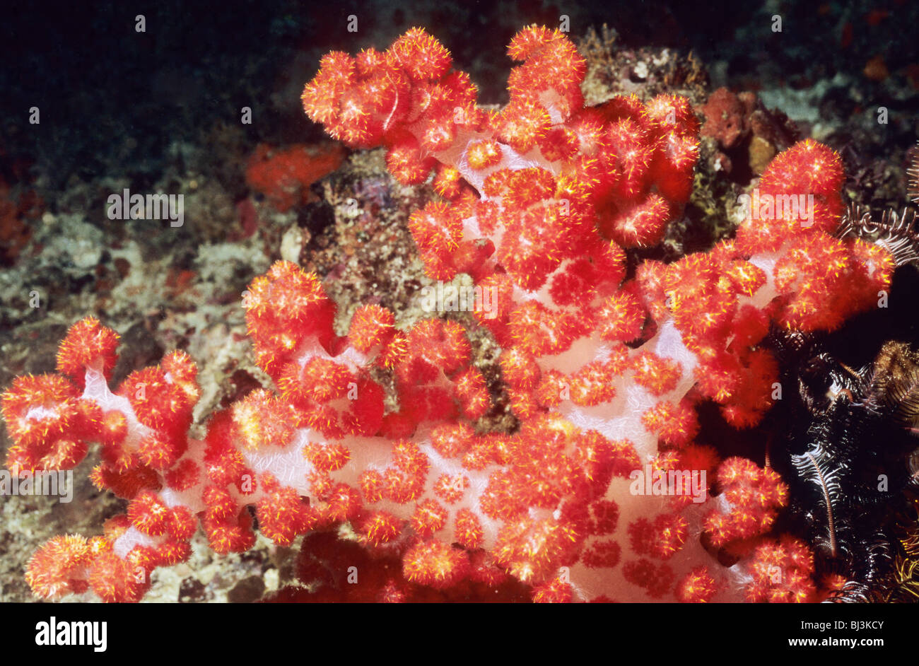 Coral. Spiky soft coral. Dendronephthya sp., underwater in the Flores Sea. Komodo National Park. Underwater photography. Stock Photo