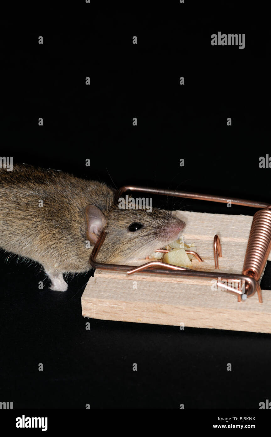 https://c8.alamy.com/comp/BJ3KNK/dead-mouse-caught-in-a-spring-mouse-trap-plain-background-cheese-bait-BJ3KNK.jpg