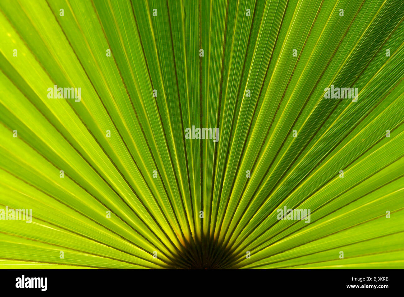 Detail of a palm frond of a fan palm Stock Photo