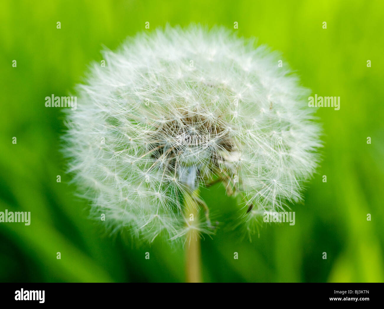 Dandelion seed head in big closeup against green grass background Stock Photo