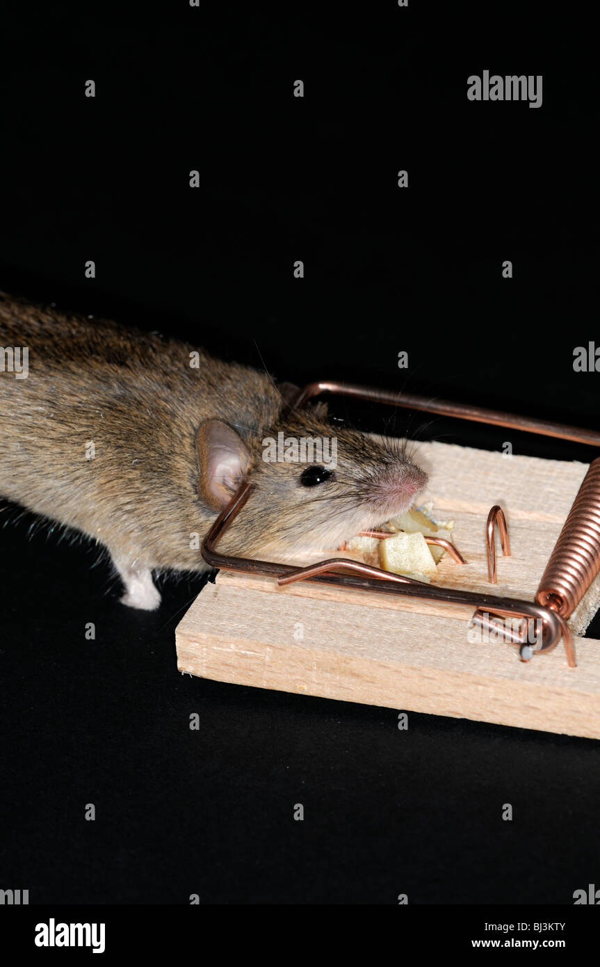 dead mouse caught in a spring mouse trap plain background cheese bait baited Stock Photo