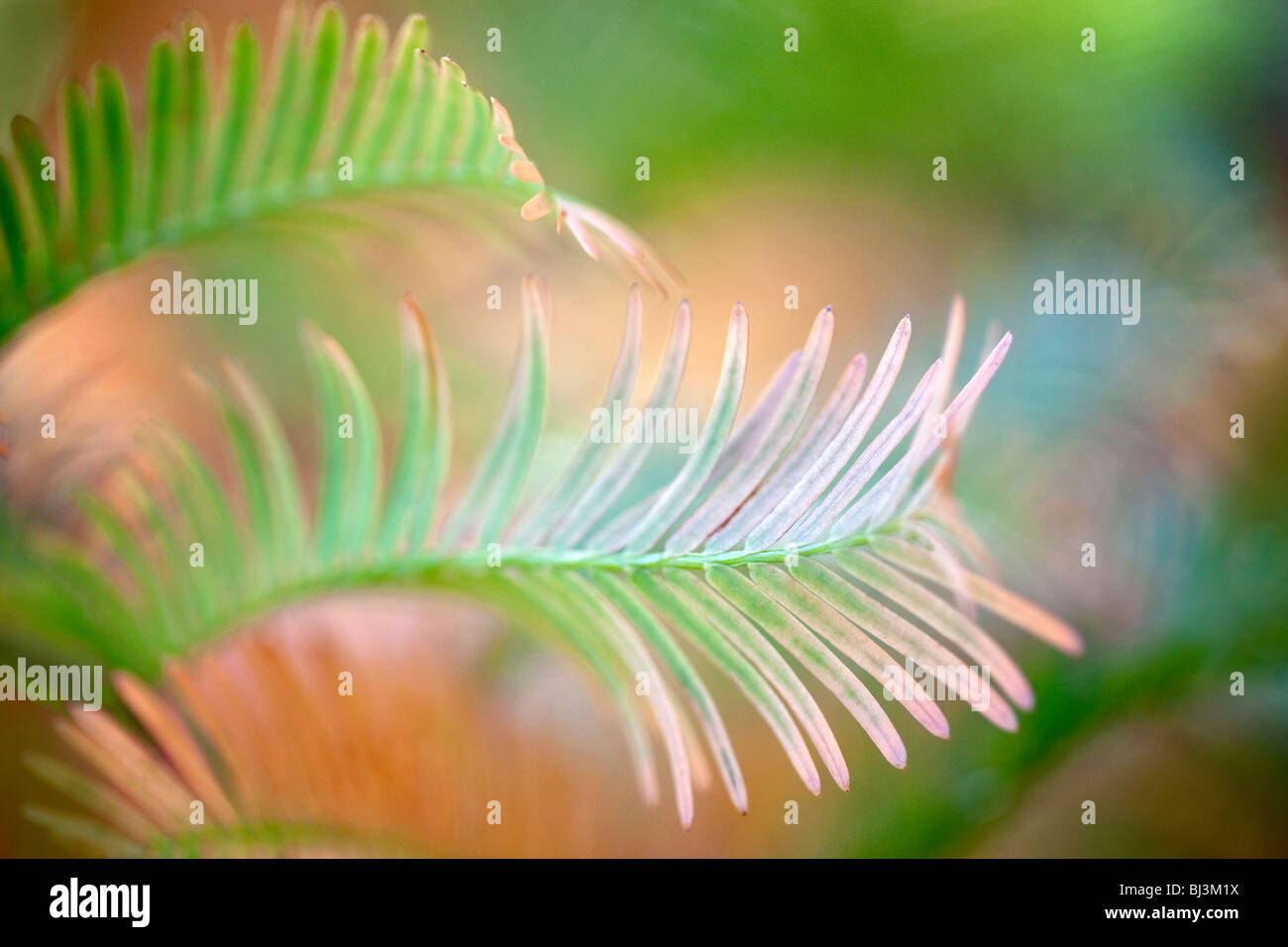 Close up of Dawn Redwood (Metasequoia glyptostoboides) in fall color ...