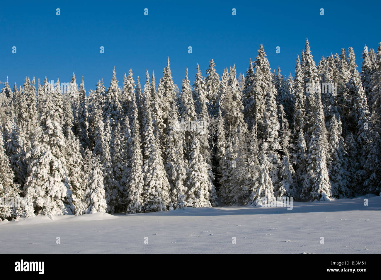 Snowy forest in winter, Canada Stock Photo