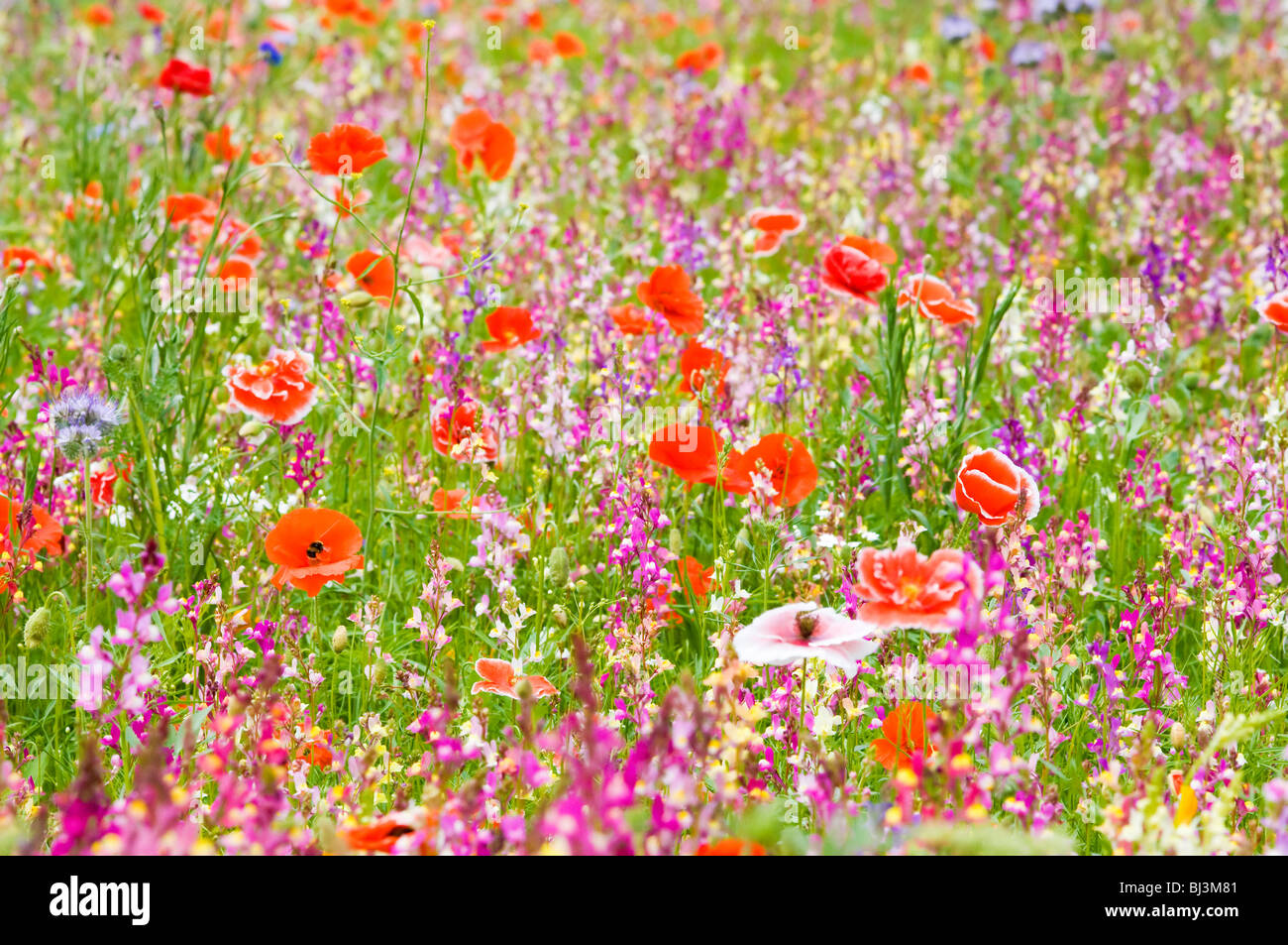 Many species of colourful wild flowers in a meadow Stock Photo