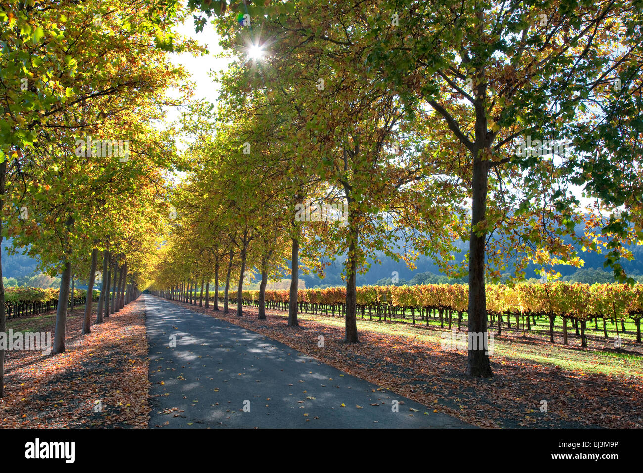 Tree lined roadway with grape vineyard in fall color. Napa Valley, California. Stock Photo