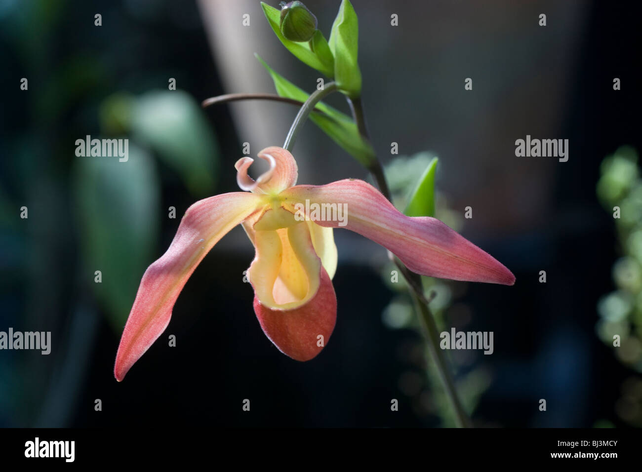 Phragmipedium Orchid Stock Photo