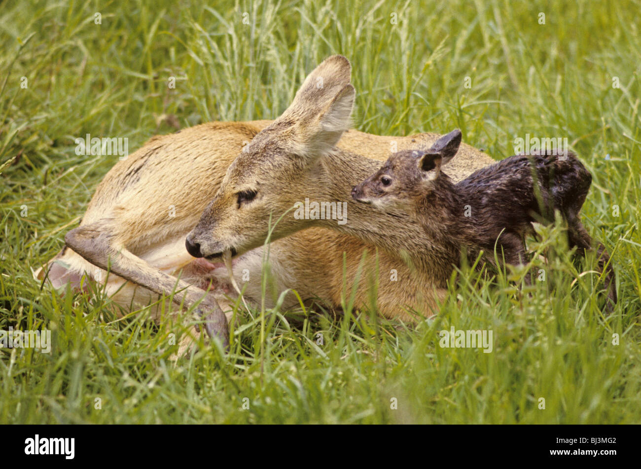 water deer