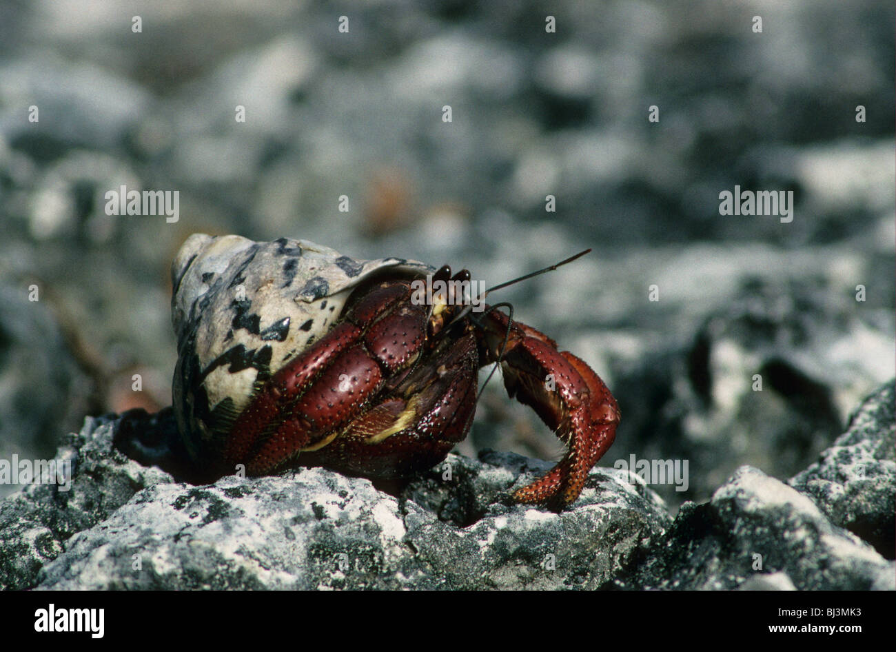 Purple-clawed Hermit Crab (Coenobita clypeatus), Cayman Islands Stock Photo