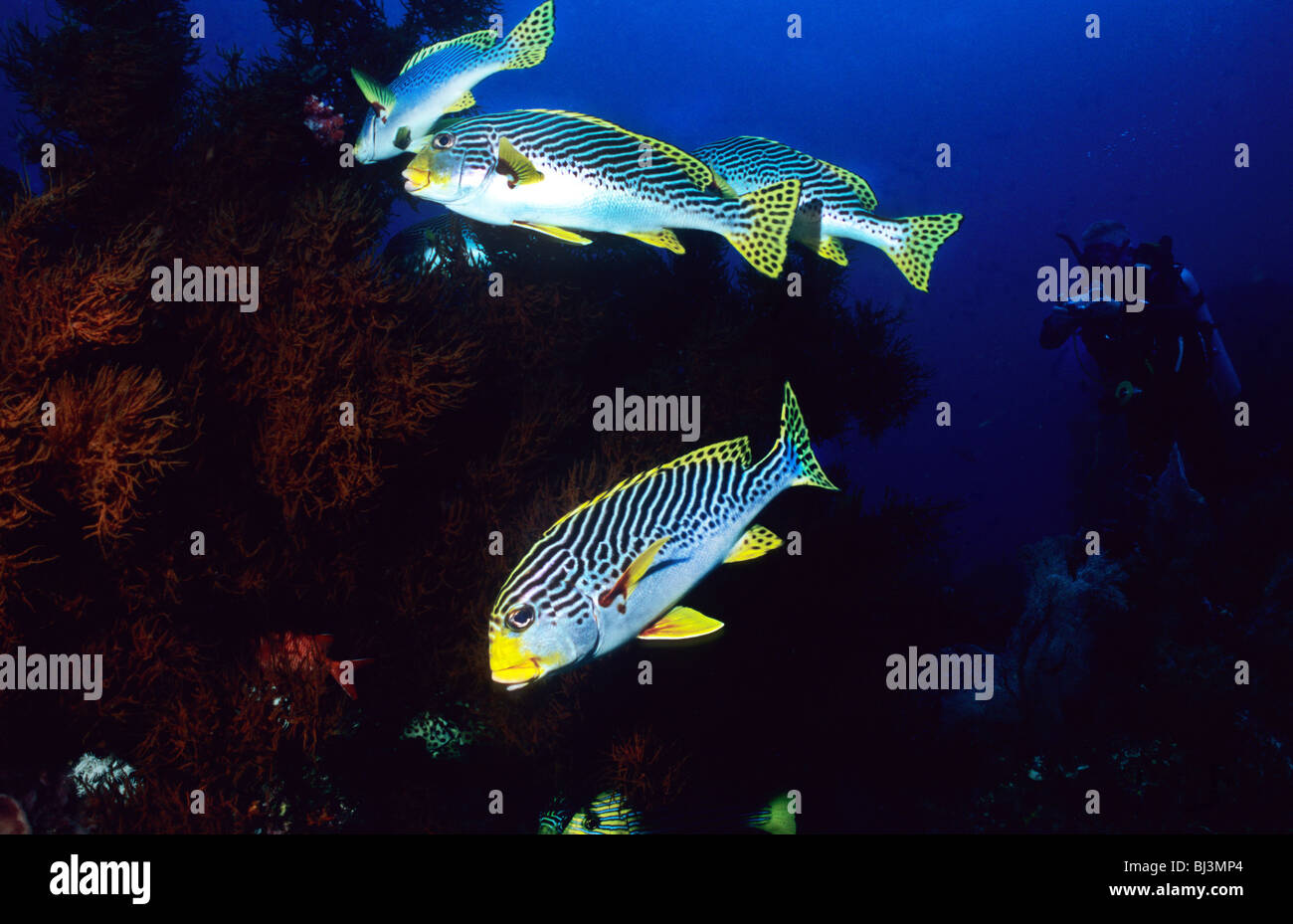 Yellow banded sweetlips. Plectorhinchus Lineatus. Grunts. Ocean fish ...