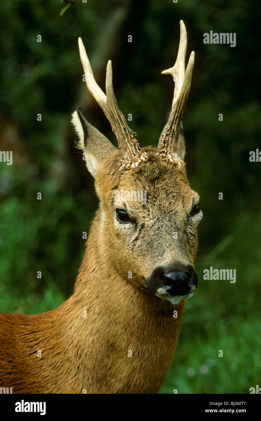 Foam deer sale