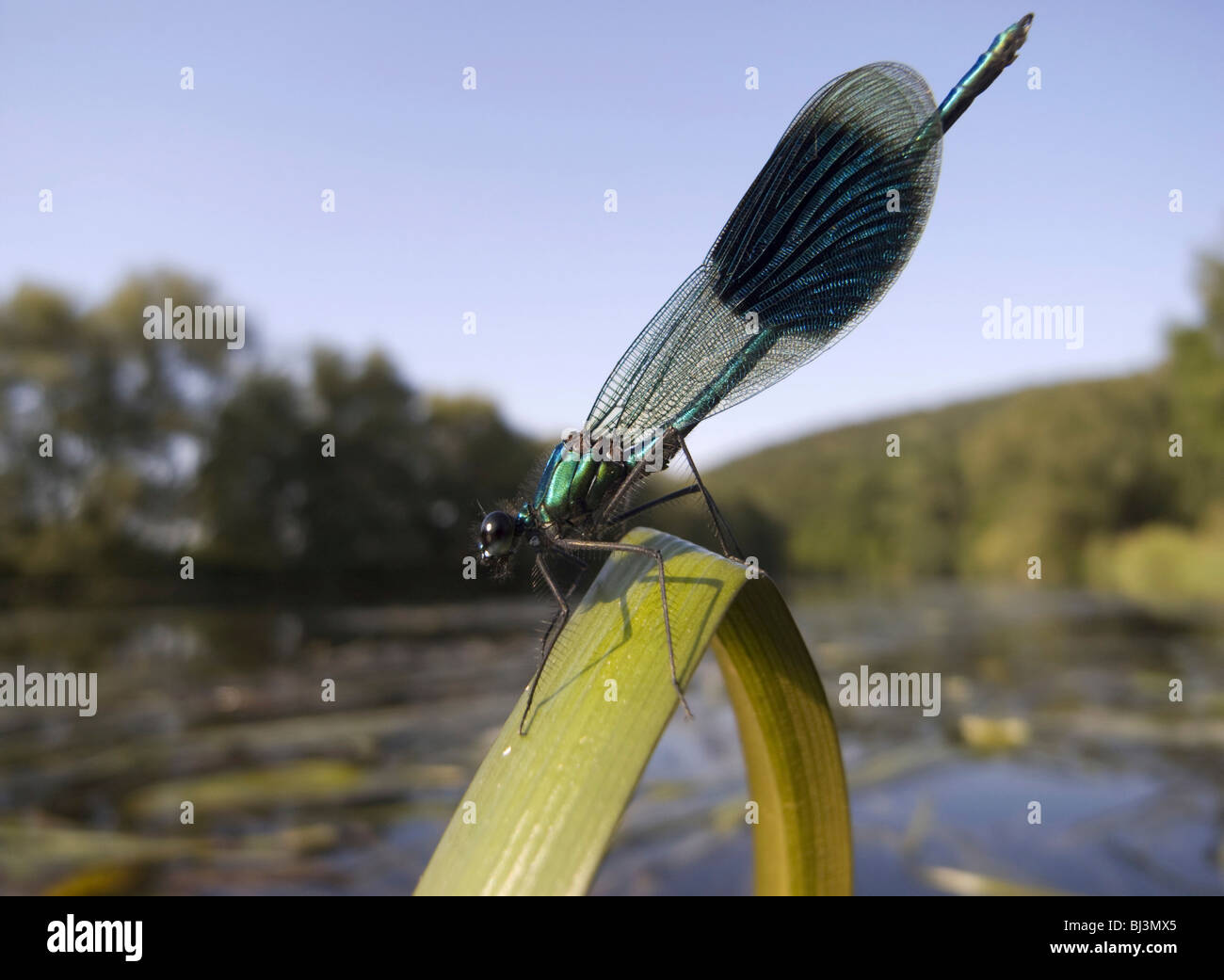 Banded Demoiselle (Calopteryx splendens), male Stock Photo