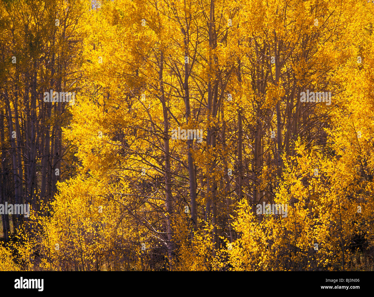 Grove of aspen trees (Populus tremuloides) in backlighted golden fall color, San Juan National Forest, Colorado, USA Stock Photo