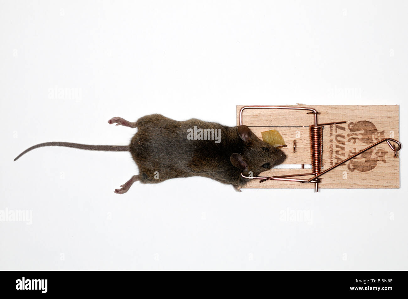 dead mouse caught in a spring mouse trap plain background cheese bait  baited Stock Photo - Alamy