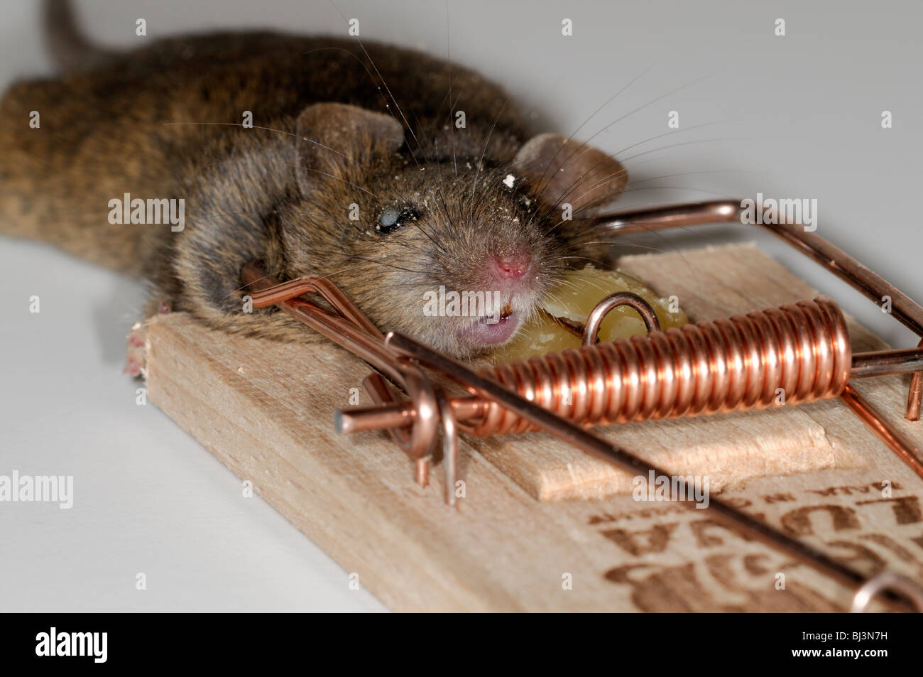 dead mouse caught in a spring mouse trap plain background cheese bait baited Stock Photo