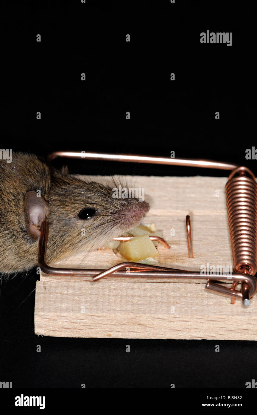 dead mouse caught in a spring mouse trap plain background cheese bait  baited Stock Photo - Alamy