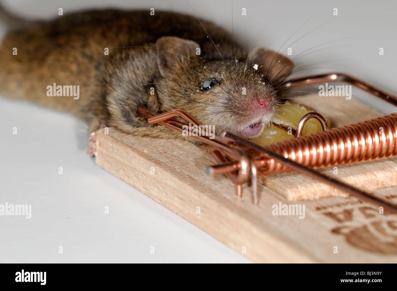 https://c8.alamy.com/comp/BJ3N9Y/dead-mouse-caught-in-a-spring-mouse-trap-plain-background-cheese-bait-BJ3N9Y.jpg