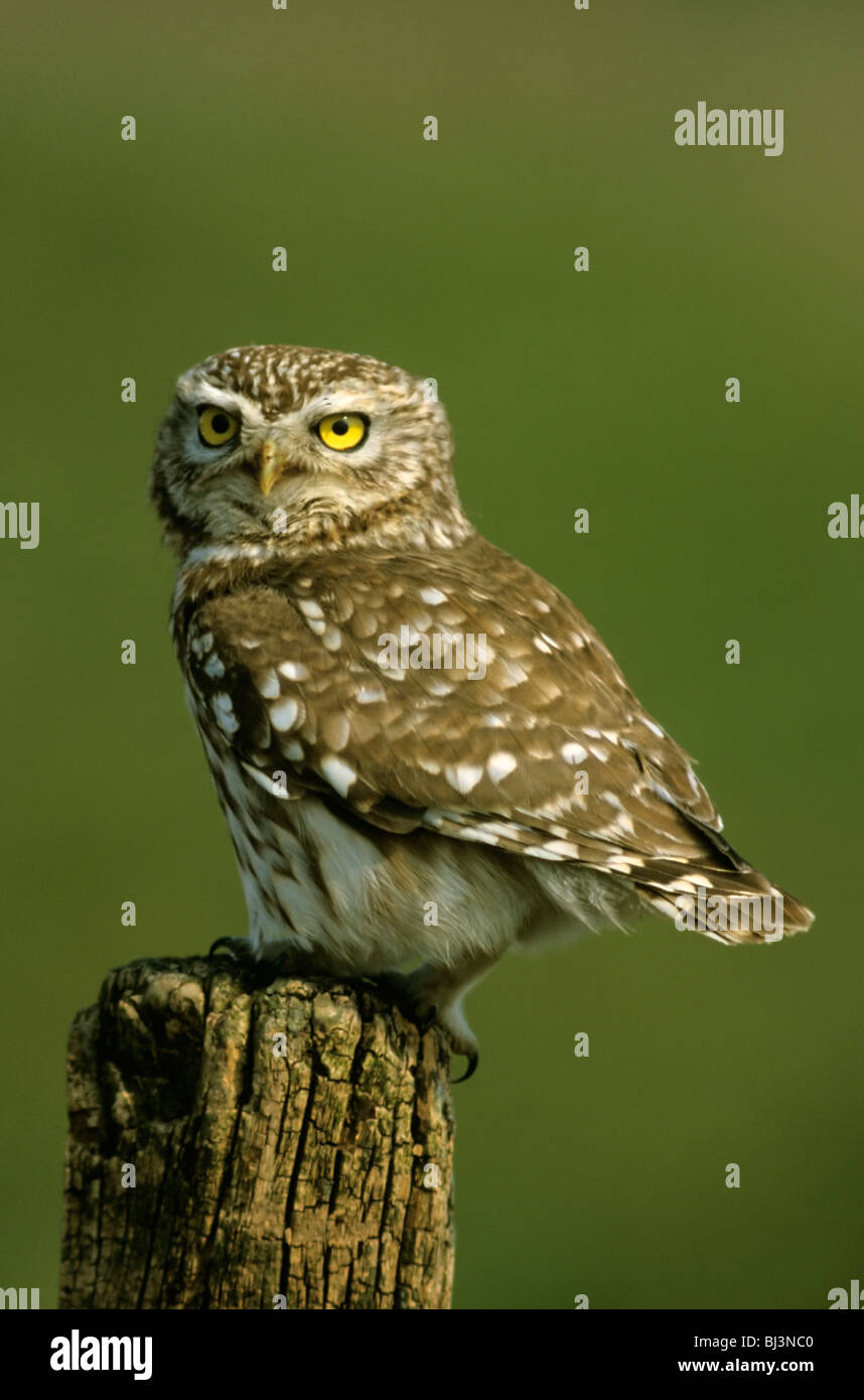 Little owl (Athene noctua), Hortobágy, Hungary, Europe Stock Photo
