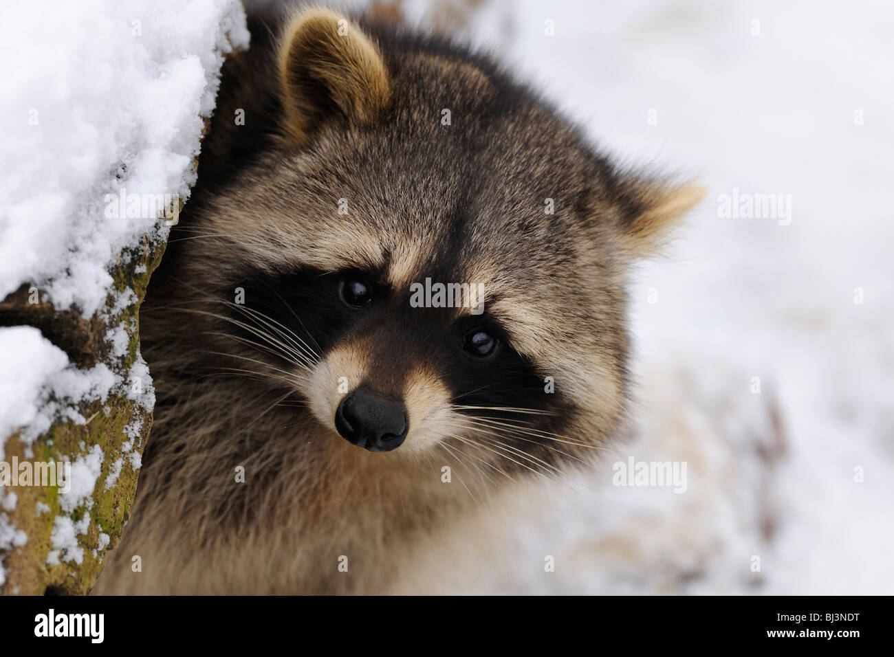 Raccoon (Procyon lotor) in winter Stock Photo