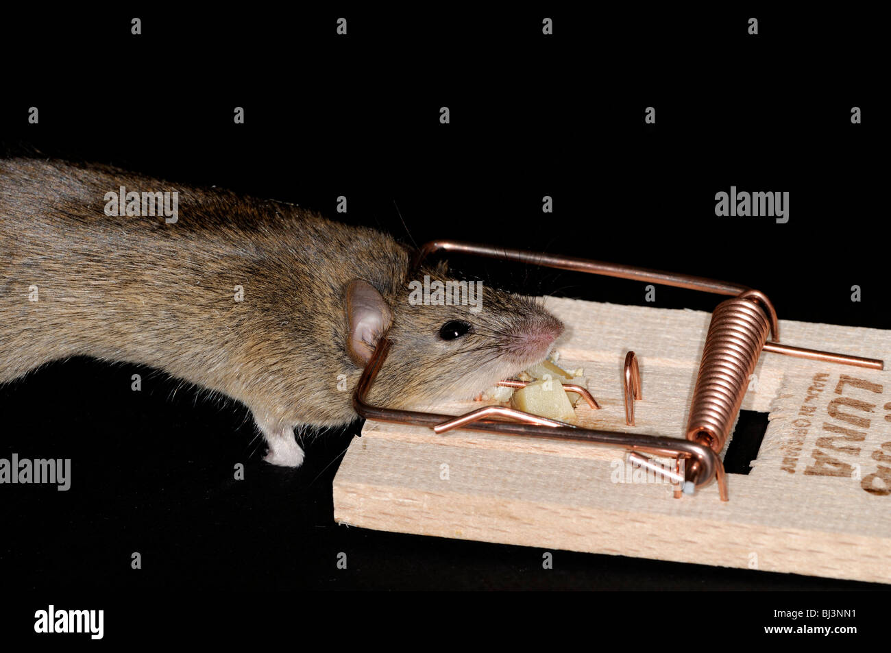 Dead mouse caught in traps on the kitchen pavement. Small mouse in a  mousetrap. Dead mouse in a trap Stock Photo - Alamy