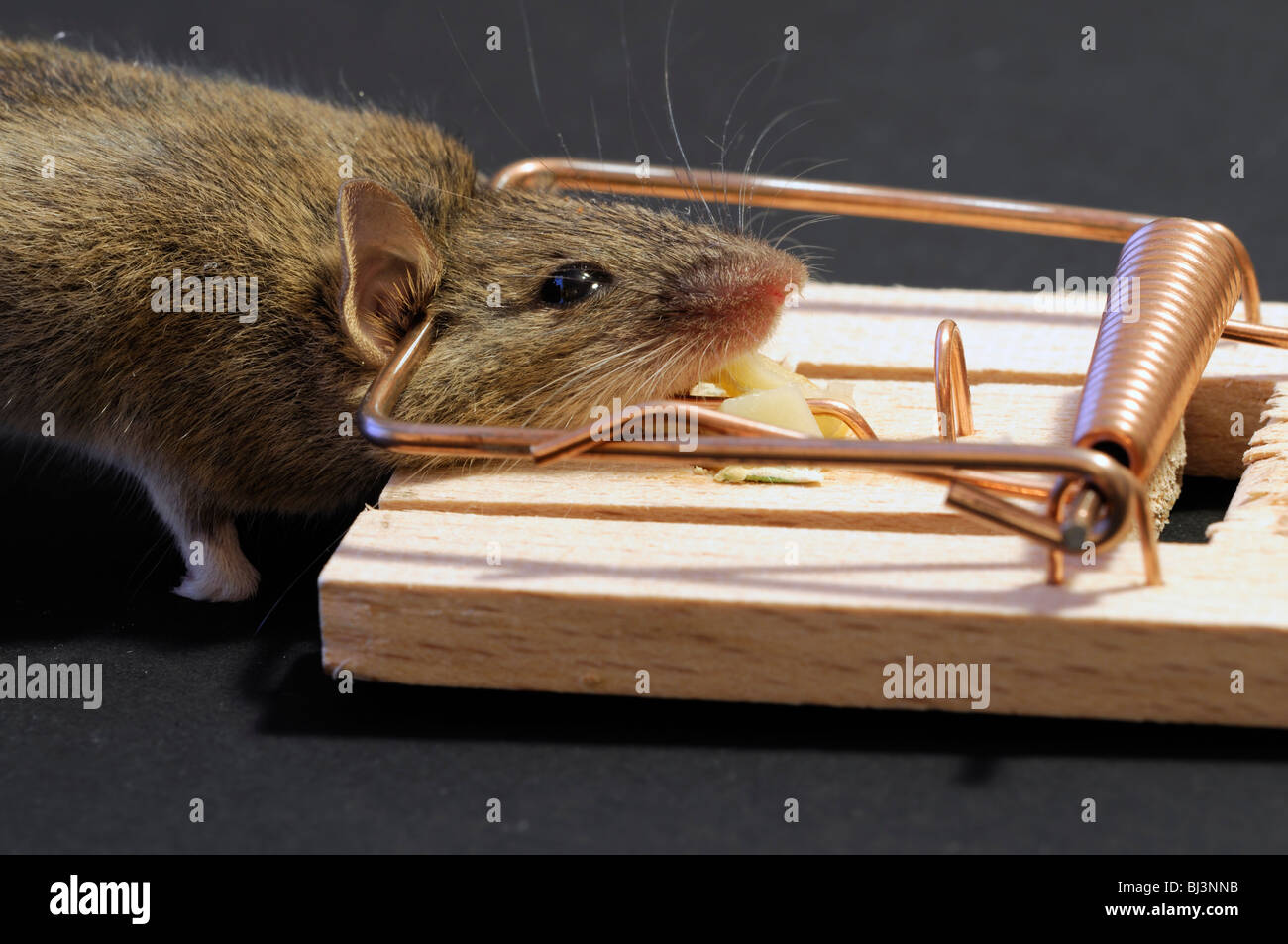 dead mouse caught in a spring mouse trap plain background cheese bait