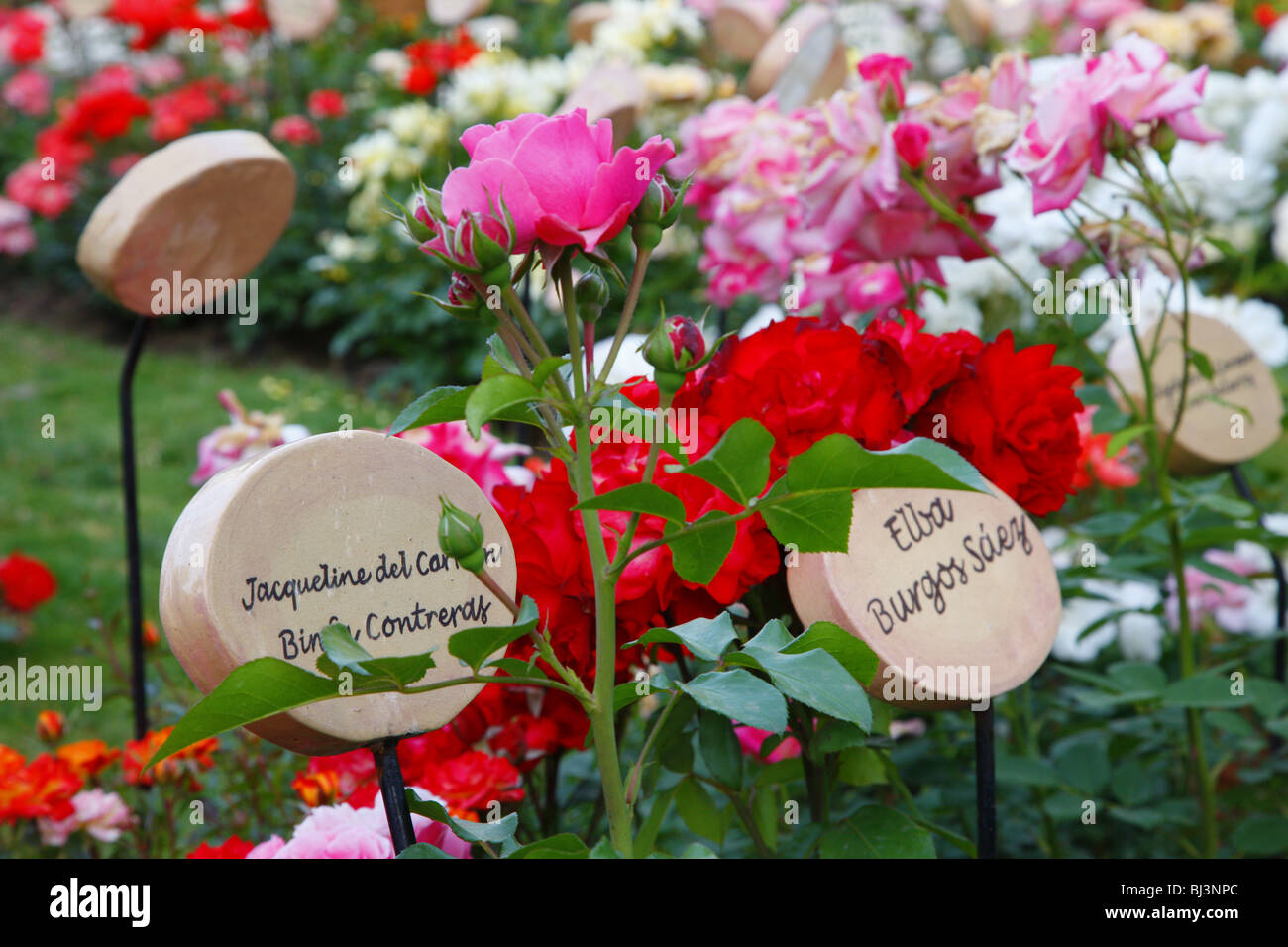 Flowers with memorial plaques, Villa Grimaldi, torture center, Santiago de Chile, Chile, South America Stock Photo