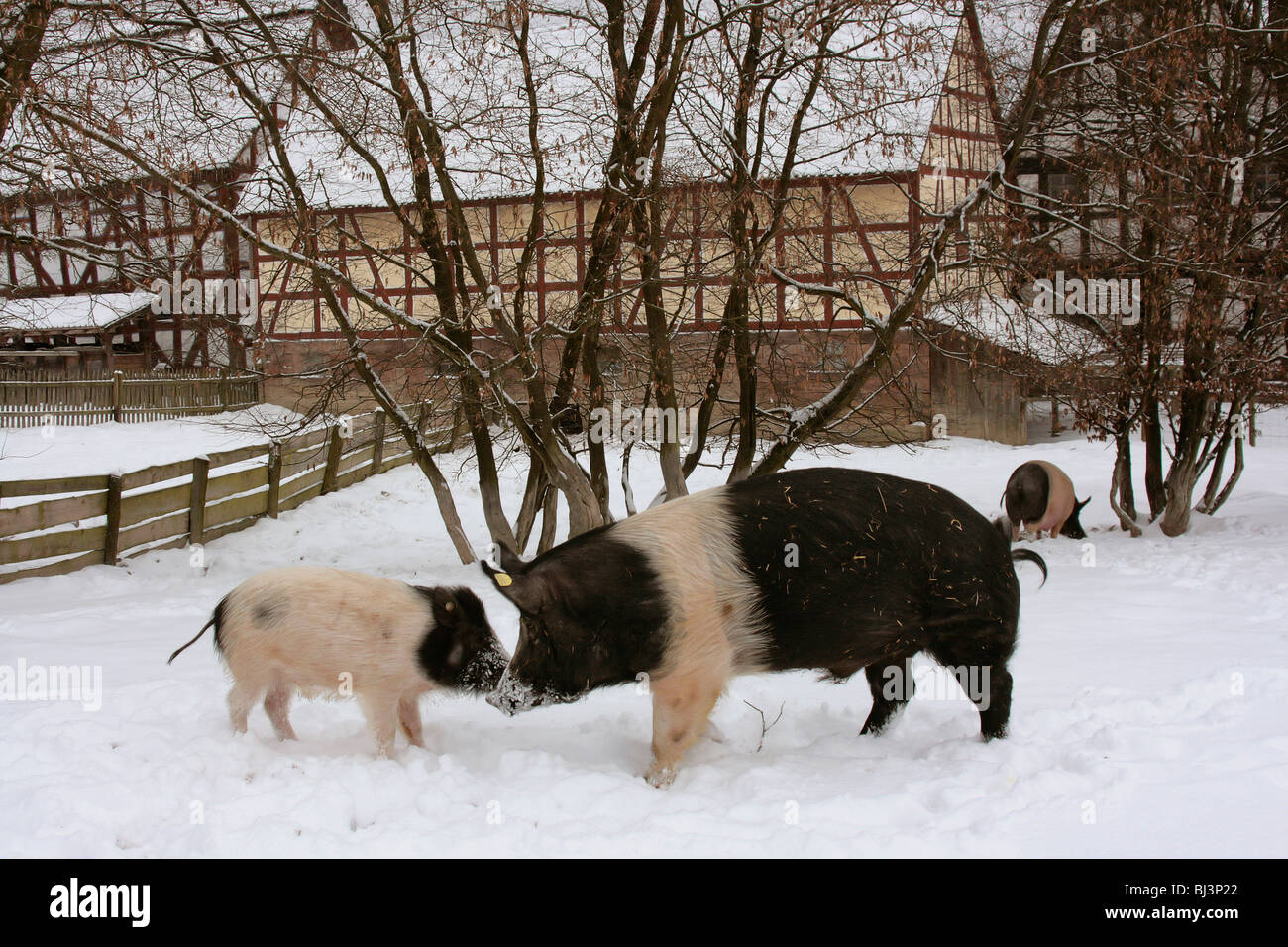Deutsches Weideschwein pig, rare old domestic breed, boar and piglet in the snow in Freigatter, winter in the Freilichtmuseum H Stock Photo