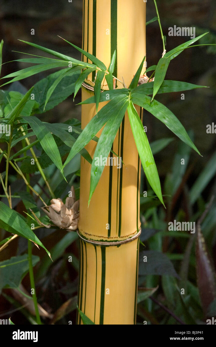 Yellow Bamboo, green strip , Pyhllostachys, Bambusa, Stock Photo