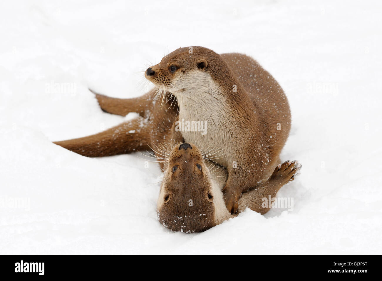 Otter (Lutra lutra) playing in the snow Stock Photo