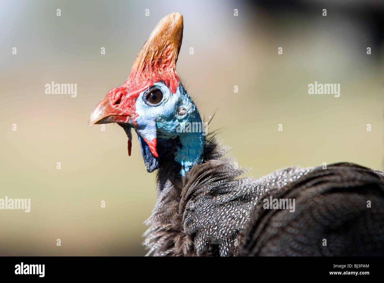 Guinea fowl Stock Photo