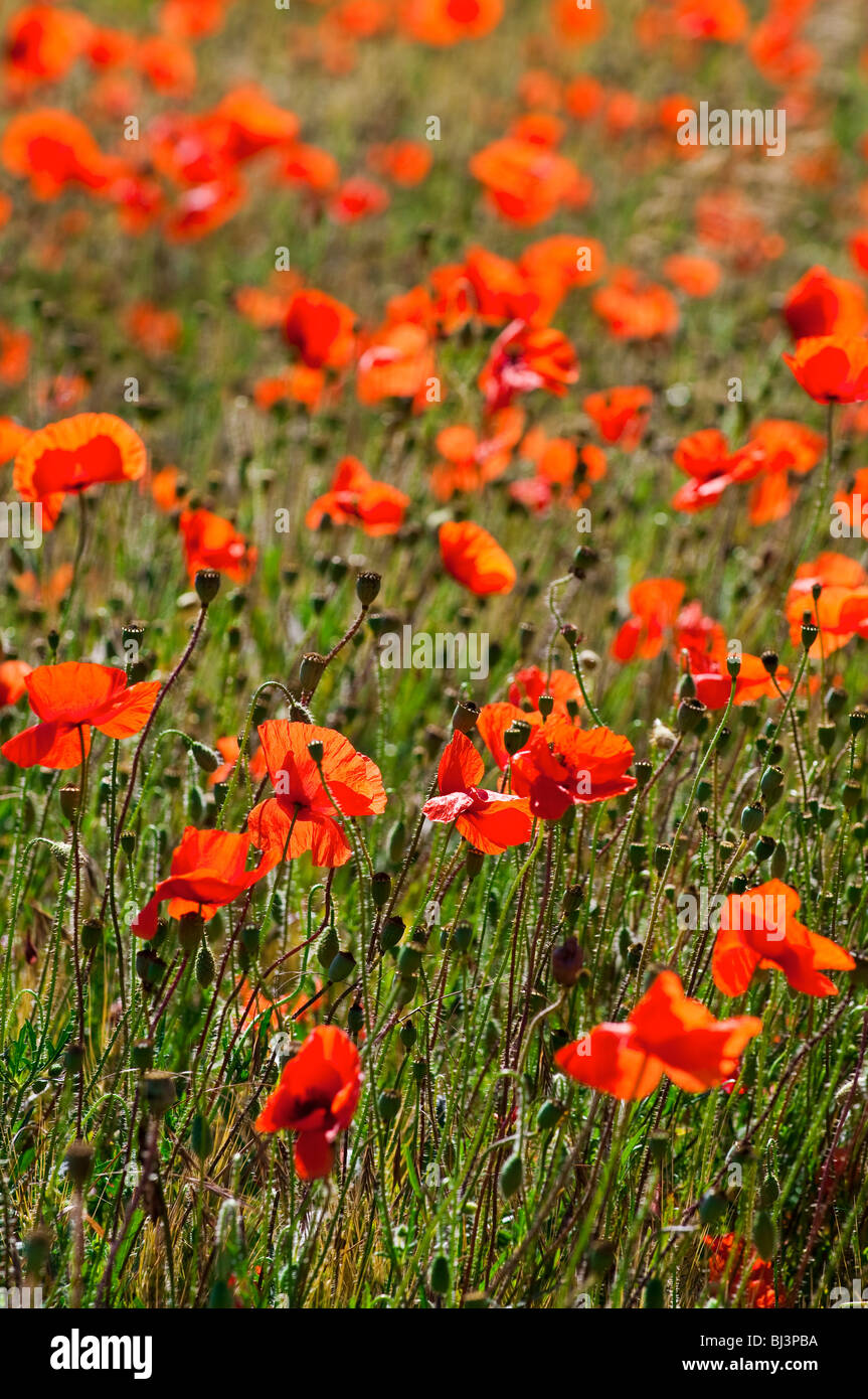 Swathe of Common Poppies - Indre-et-Loire, France. Stock Photo
