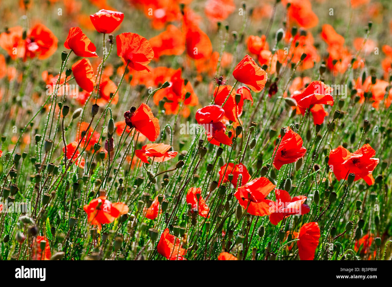 Common agricultural weeds hi-res stock photography and images - Alamy