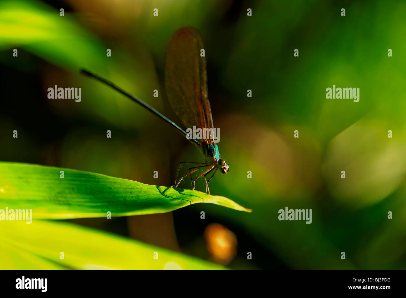 Insects of the jungle of Laos Stock Photo - Alamy